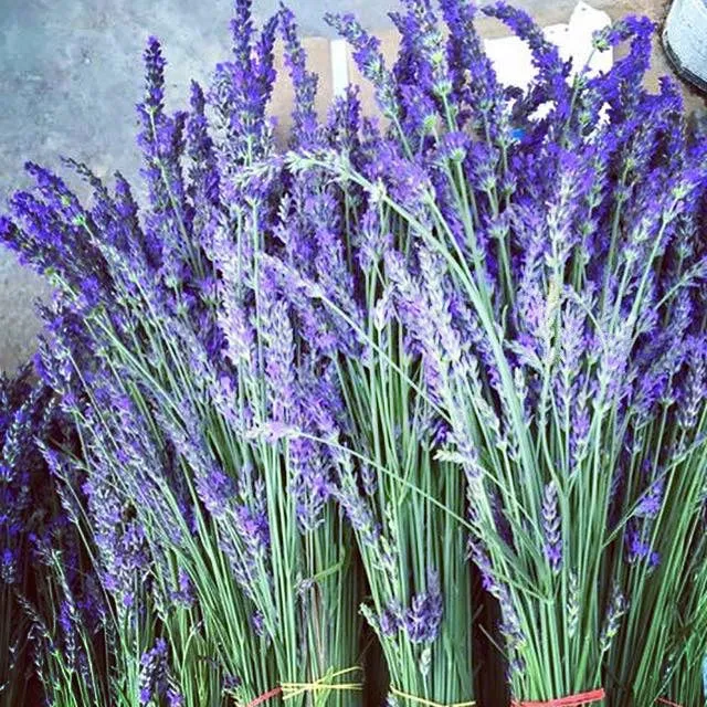 Red Oak Dried Lavender