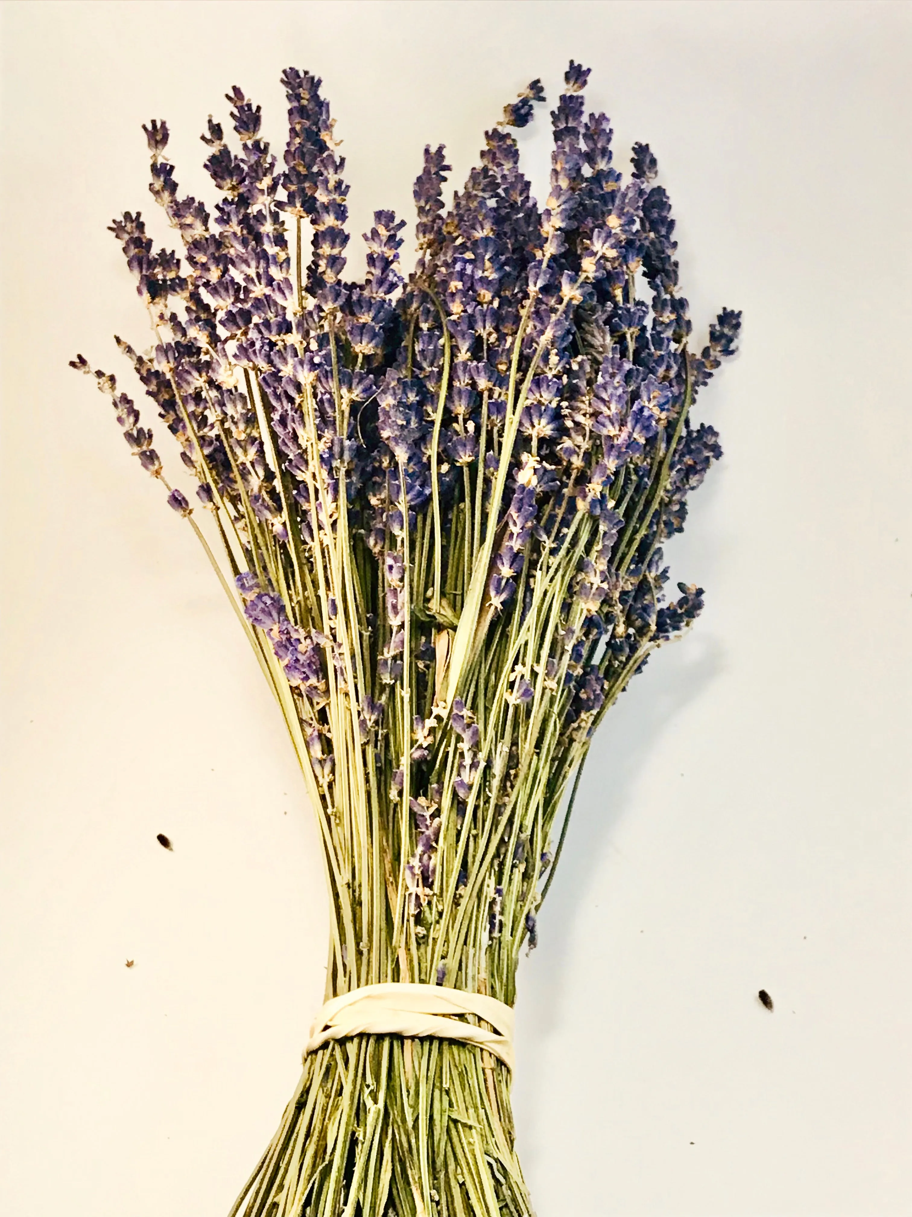 Red Oak Dried Lavender