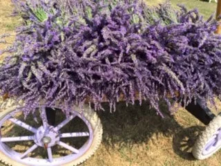 Red Oak Dried Lavender